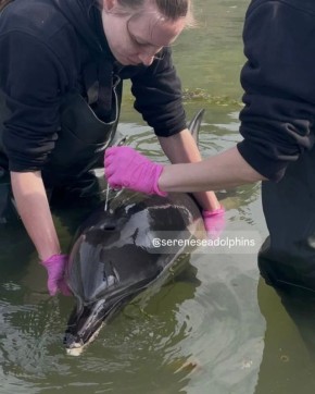 ������� � ������� �� ����: