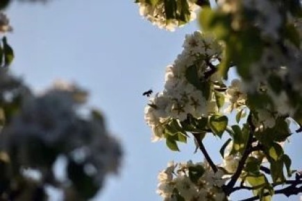 ������ �������: ������ ������� ����� � ���������� ������� ������ ������� ���������, �������� �������