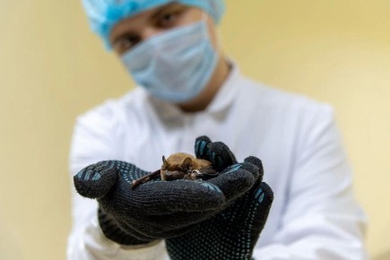 � ���������� � ������������� �������� ��������� ��� ����� ���������� �������������� Loanvirus brunaense, ������� �� ����� �� ���������� ������ �� ����������