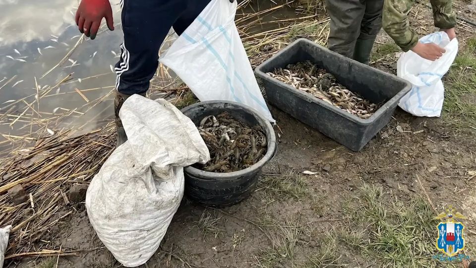 В Ростовской области более 4000 тысяч раков спасли от браконьеров