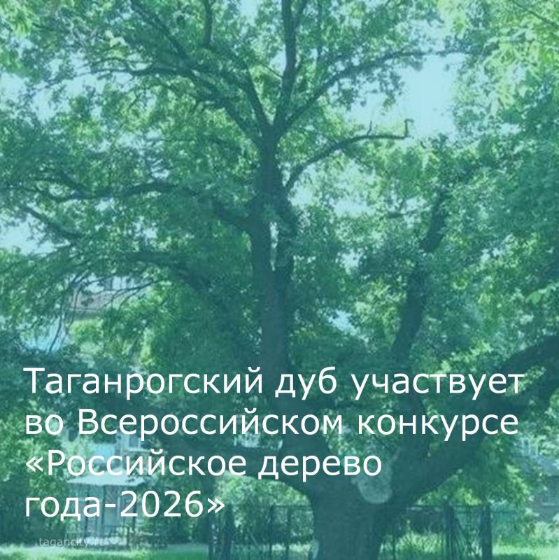 До 1 августа на сайте Всероссийской программы «Деревья – памятники живой природы» проходит голосование за главное дерево страны
