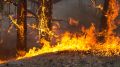 Десятки беспилотников атаковали Ростовскую область – загорелся лес