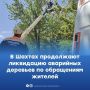 В Шахтах по обращению жителей спилили аварийное дерево на Садовой улице