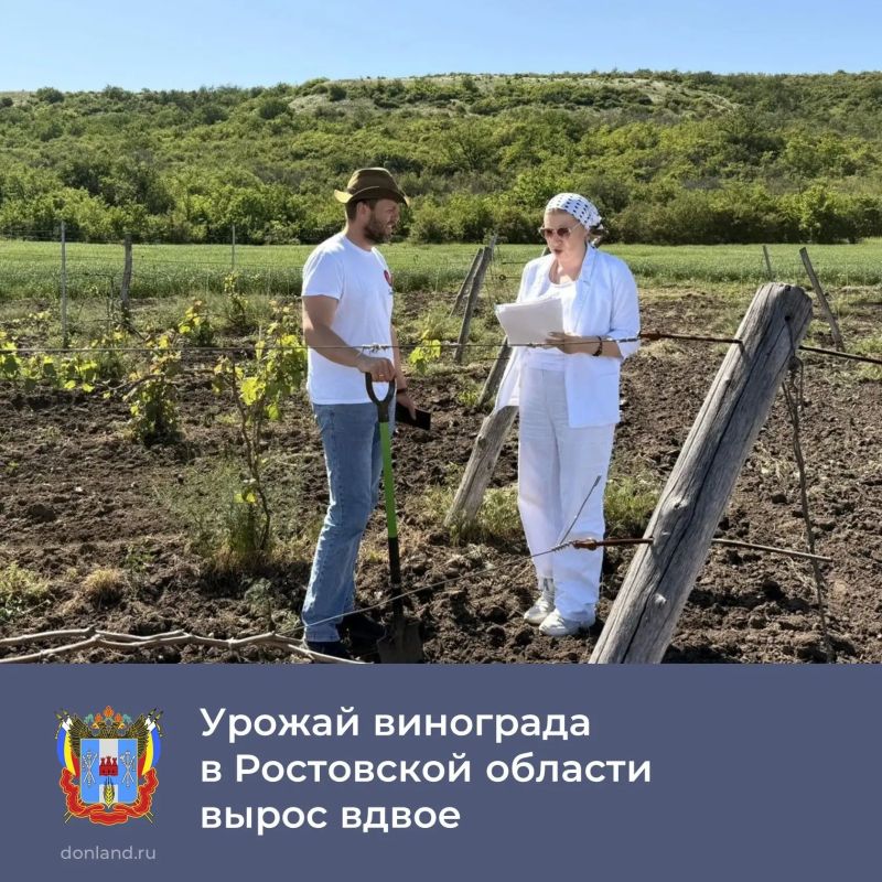 По итогам аудита «Винного гида России» в Ростовской области с 2024 года наблюдается положительная динамика в виноградарстве