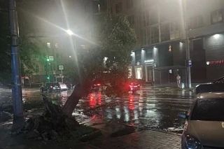 В Ростове, на пересечении улицы Горького и проспекта Чехова, ураганный ветер с корнем вырвал дерево, и оно зависло над проезжей частью