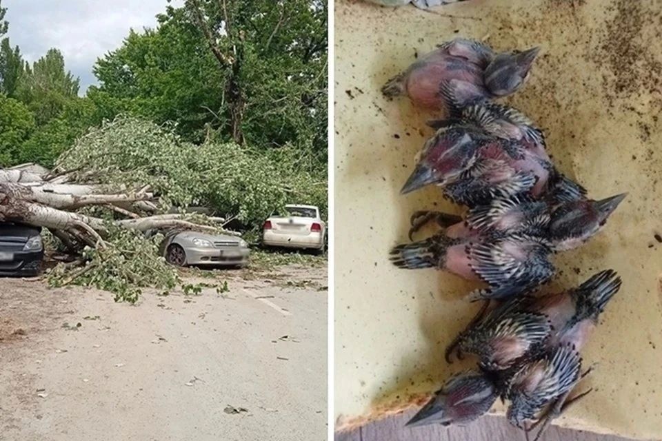 В Ростове дерево рухнуло на машины: спасатели вытащили водителя, а в стволе нашли дупло с птенцами дятла