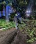 В Ростове за сутки зафиксировано 65 случаев падения деревьев и крупных веток