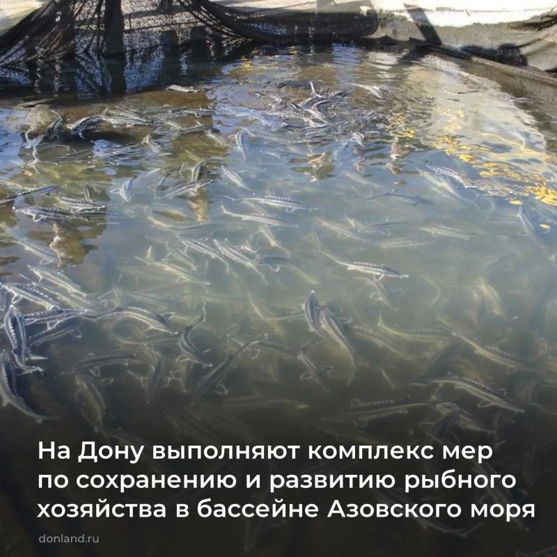 По поручению губернатора области Юрия Слюсаря проведен анализ состояния водных биоресурсов в бассейне Азовского моря