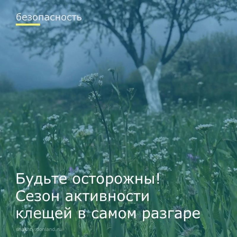 Летний период сопровождается высокой активностью клещей