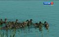 На берегу Веселовского водохранилища в Сальском районе выпустили в естественную среду почти 1,5 тысячи молодых уток-крякв
