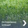 Как защититься от клещей, смотрите в карточках