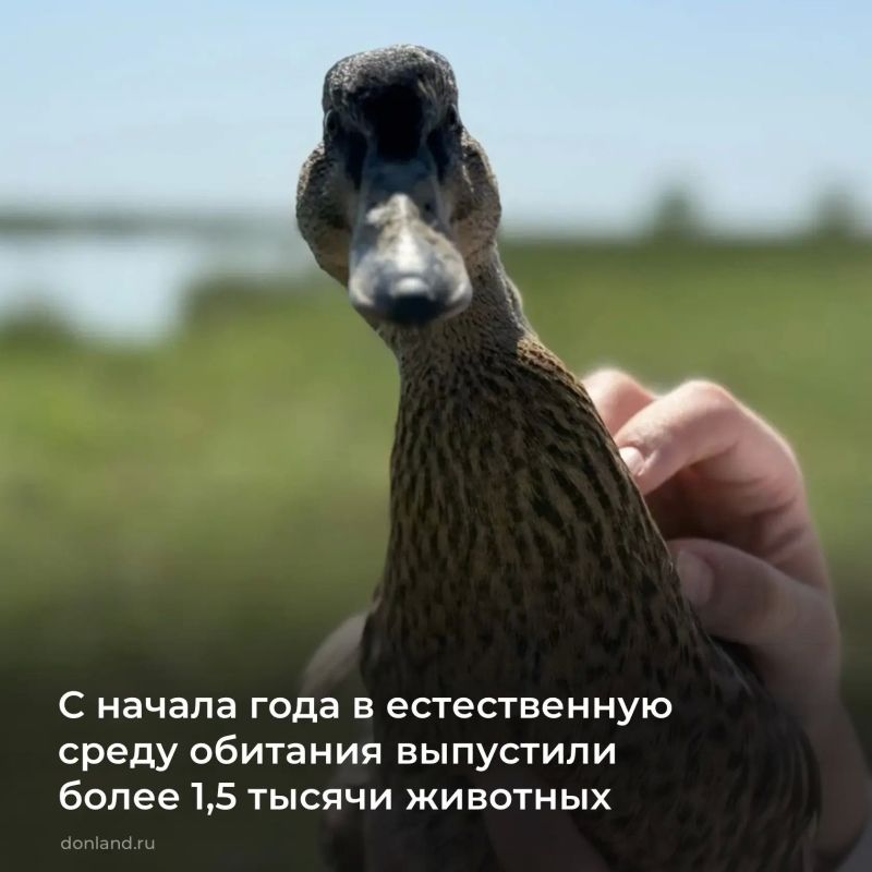 В Сальском районе (охотхозяйство «Юловское») в акваторию Веселовского водохранилища выпустили 1,4 тысячи утоккрякв