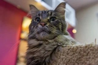 В Ростове соседская овчарка насмерть загрызла породистого кота стоимостью 50 тысяч рублей