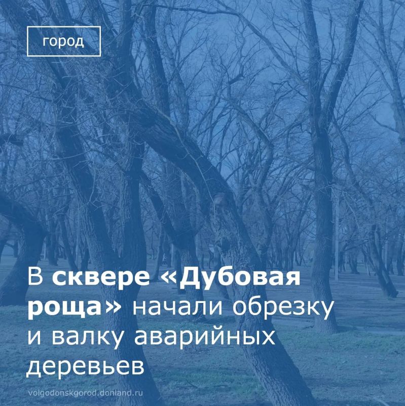 В Волгодонске в сквере «Дубовая роща» на улице Морской начались работы по санитарной обрезке и валке аварийных деревьев