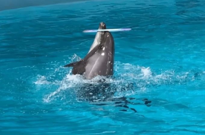 Азовские дельфины остались без еды из-за осолонения моря