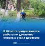 В Шахтах на площади имени В.И.Ленина проводится спил аварийных деревьев