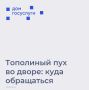 Что делать, если двор заполонил тополиный пух