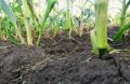 В нескольких районах Ростовской области зафиксировали почвенную засуху