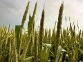 В Верхнедонском районе ввели режим ЧС из-за гибели сельхозкультур