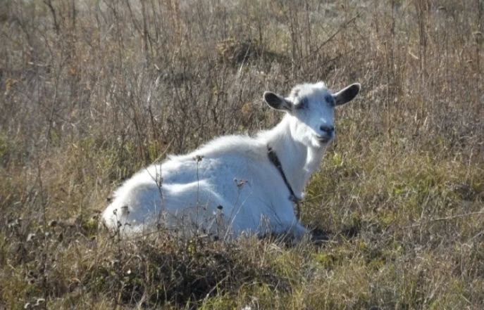 На Дону охранник спас 35 коз и овец из горящей фермы