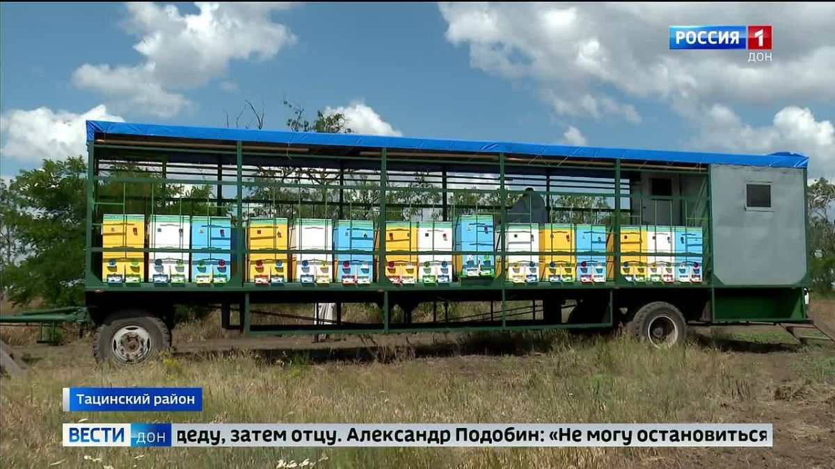 На живописной пасеке в Тацинском районе каждый — от отца до младшей дочки — работает с пчёлами, поёт песни и мечтает о будущем