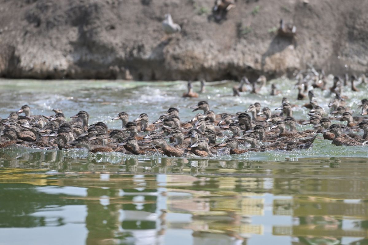 В воды Веселовского водохранилища выпустили 3 тыс. особей утки-кряквы