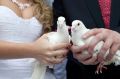 190 пар регистрируют свои отношения в День семьи, любви и верности в Ростовской области