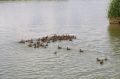 3000 особей утки-кряквы выпустили в естественную среду обитания в воды Веселовского водохранилища