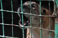 Ростовская пенсионерка пошла в суд из-за шума четырех собак