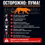 Сбежавшую от хозяев пуму разыскивают в Ростовской области