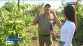 Пока донские вина собирают медали на международных конкурсах, на лозе созревает их продолжение