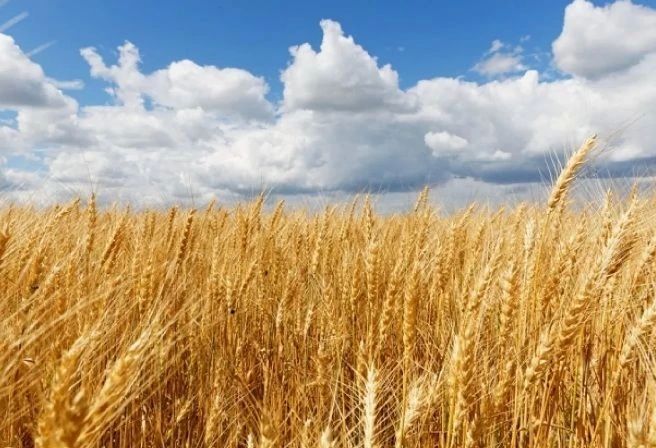 В Ростовской области потушили пожар на пшеничном поле