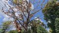 #ДушаРостова. В парках Ростова — тысячи деревьев