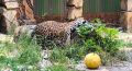 Вот это мы понимаем — жизнь удалась! Пока ростовчане только мечтают об отпуске и море, у ягуара Лейса в Ростовском зоопарке есть собственный персональный водопад