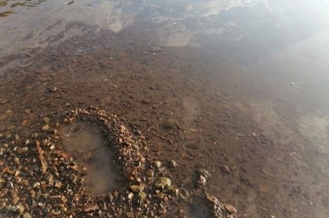 На Дону с начала купального сезона утонули 24 человека
