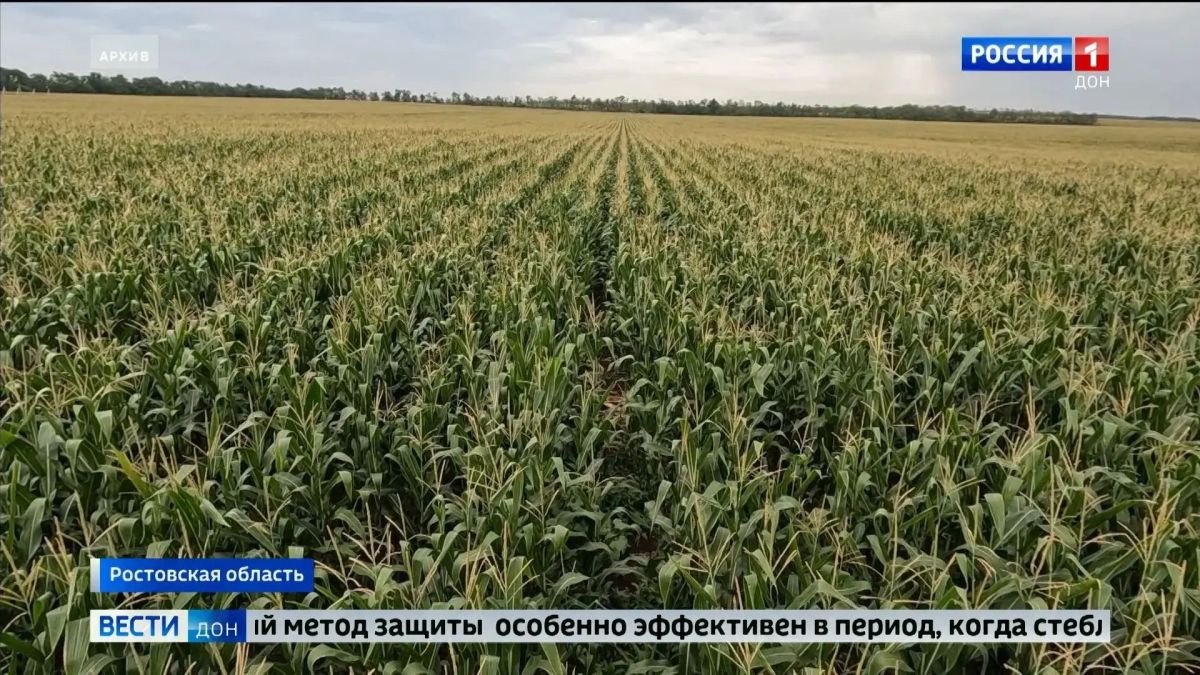 На кукурузных полях Ростовской области завершили расселение габробракона