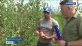 В Ростовской области в самом разгаре сбор урожая яблок