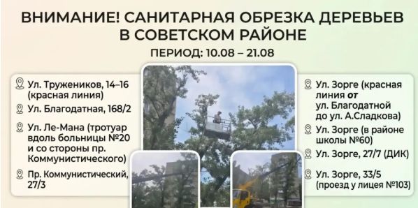 В Советском районе Ростова с 10 по 21 августа проведут санитарную обрезку деревьев