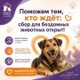 АНО «Финист» объявляет акцию по сбору помощи для бездомных животных