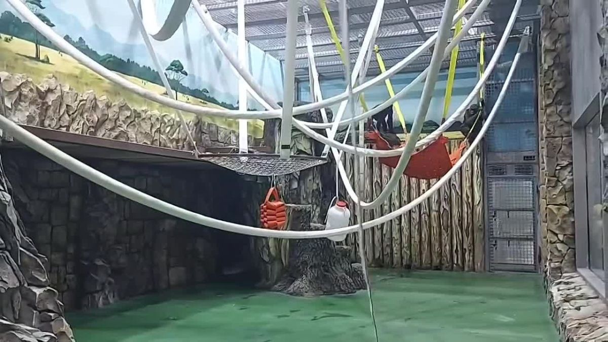 Ай да озорники! Ростовский зоопарк поделился кадрами, как гориллы весело играют в догонялки