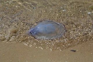 О новом эксперименте по спасению Азовского моря от нашествия медуз рассказал ростовский биолог