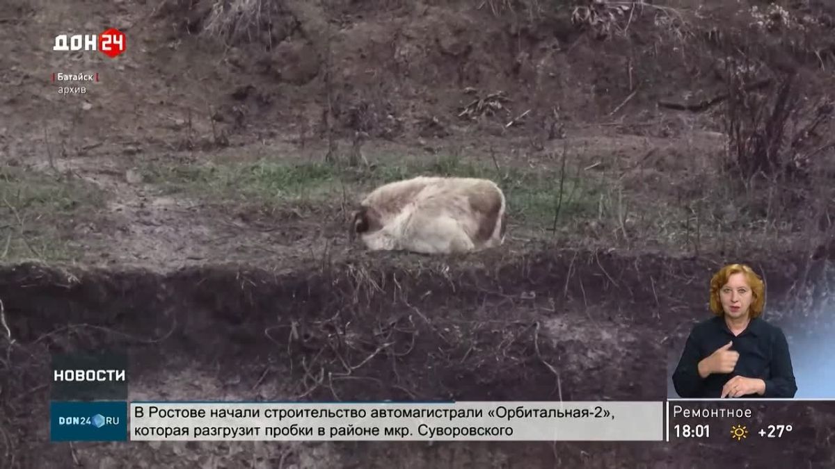 Суд над хозяйкой приюта: обвинения выдвинули по трём эпизодам мошенничества