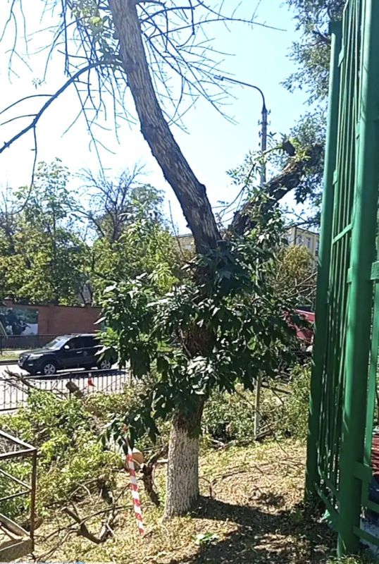 В Октябрьском районе Ростова с 17 по 23 августа проведут санитарную обрезку деревьев