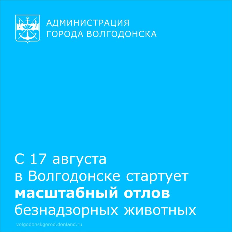 С 17 августа в Волгодонске начинается массовый отлов бездомных животных по системе ОСВВ (отлов-стерилизация-вакцинация-возврат)
