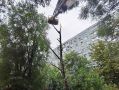 Ростов-на-Дону: в Ворошиловском районе убрали десятки сухих и аварийных деревьев