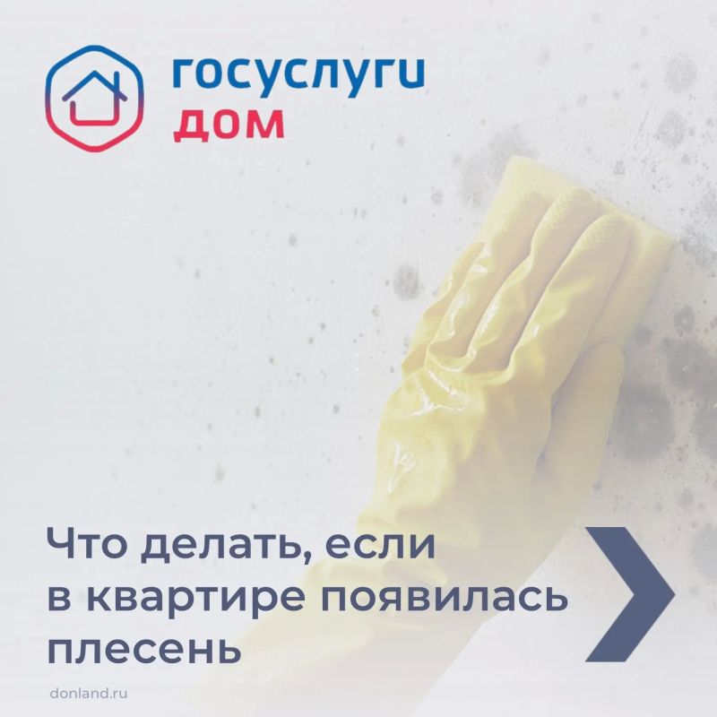 Плесень в доме: кто отвечает и что делать, смотрите в карточках