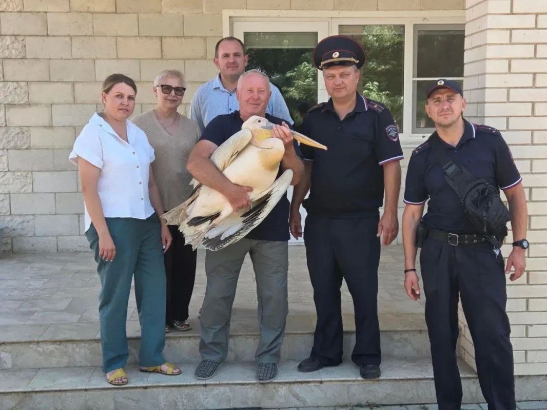Пролетарском районе спасли раненого пеликана