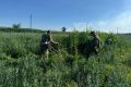 В Ростовской области уничтожили 43,06 тонны дикорастущей конопли, сообщает правительство региона