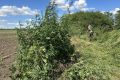 Подведены итоги единого дня борьбы с дикорастущей коноплей в Ростовской области