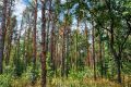 В Ростовской области продлен режим ограничения пребывания граждан в лесах